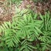 Sensitive Fern
